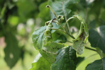 Green aphids infestation on green apple leaves in the orchard on springtime
