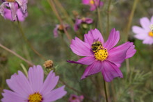 1.Galsang Flower With A Bee Gathering Honey On Its Center, On Qilian Mountain, Northwest Of China