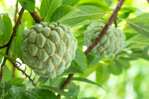 Cuadros en Lienzo custard apple, sugar apple on tree. Annona squamosa Linn.
