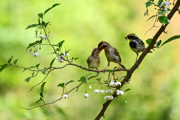 Yellow-throated bunting bird, Yellow Hammer, Emberiza elegans