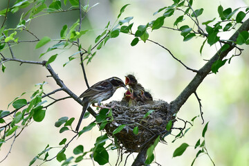 Yellow-throated bunting bird, Yellow Hammer, Emberiza elegans