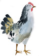 Watercolor illustration of a hen