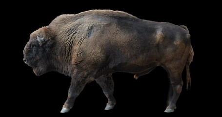 Wall Mural - European Wood Bison walking realistic animation. Isolated Wisent video including alpha channel allows to add background in post-production. Element for visual effects.
