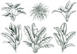 © JeannaDraw - Collection of tropical large leaves and banana branches.