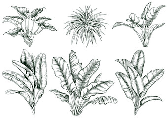 Collection of tropical large leaves and banana branches.
