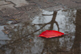Fototapeta Uliczki - Red leaf fallen on a pond on the ground with a tree's reflection on water, autumn