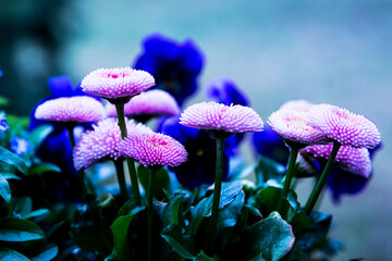 Wall Mural - close-up of pink and lilac flowers in garden