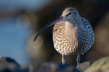 Closeup Of A Curlew Bird With Its Long, Slender Beak, Against A Blurry Background