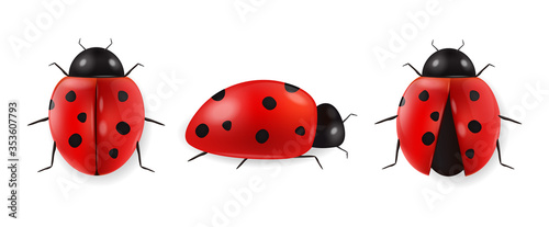 Fotografía Realistic ladybug set isolated, hello spring, red insect, beauty ladybug detail,