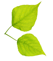 Green leaf from a tree on a white background.