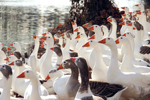 Geese Together In Herds. Union And Teamwork Concept