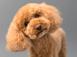 Poodle puppy studio portrait
