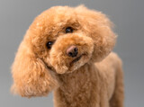 Fototapeta  - Poodle puppy studio portrait