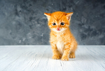 Little ginger kitten with sad eyes. Kitty is looking for a house background.