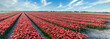 Panorama of red tulips in the Netherlands against a blue sky