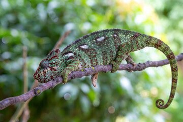 Wall Mural - A chameleon moves along a branch in a rainforest in Madagascar