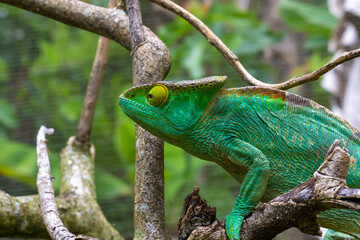 Sticker - Colorful chameleon on a branch in a national park on the island of Madagascar