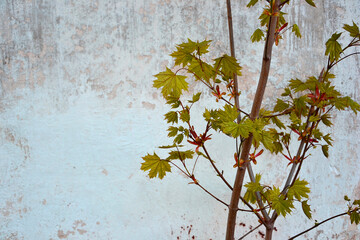 Wall Mural - Young maple against a white stone wall.