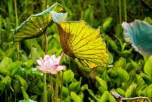 Pink Lotus   In Pond  , Outdoor Chiangmai Thailand