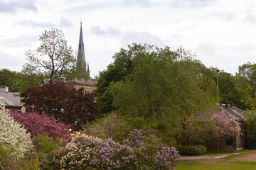 Spire of the 1853 Chalmers-Wesley United protestant church seen from the top of Old Quebec walls during a spring morning, with flowering trees in the foreground, Quebec City, Canada