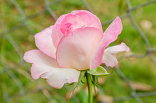 Pink Hybrid Rose