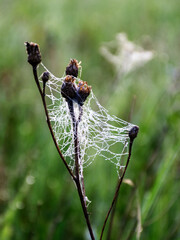 Wall Mural - plants wrapped in a spider web, beautiful morning dew