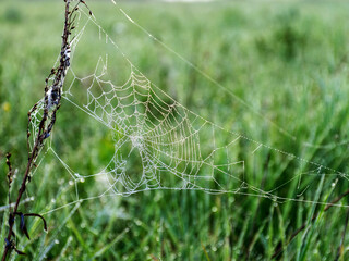 Wall Mural - plants wrapped in a spider web, beautiful morning dew