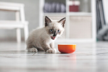 Kitten eating food from bowl