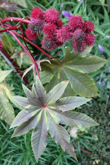 Castor oil plant leaves and seed pods