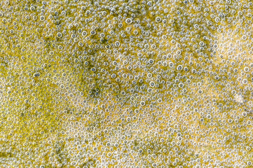 Wall Mural - Bubbles in Sand 6