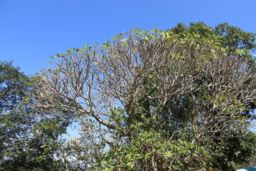 Poster - Arbre au mont Phu Si à Luang Prabang, Laos	