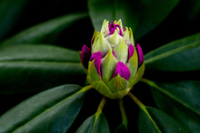Closeup Of A Purple Rhododendron Flower Bud