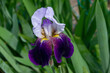 German iris - iris germanica. It is called “Doitsu Ayame” in Japan.
