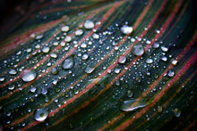 Canna Leaf With Water Droplets, Variegated Striped Leaves With Raindrops, Dew Drops