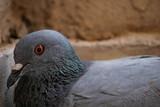Fototapeta Tęcza - Close up of a pigeon