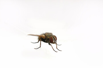 fly close-up on white background