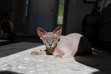 Wall Mural - A rare hairless Sphinx cat looks at the camera
