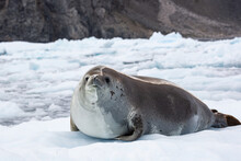 A Crabeater Seal Lying On Ice In The Antarctic.