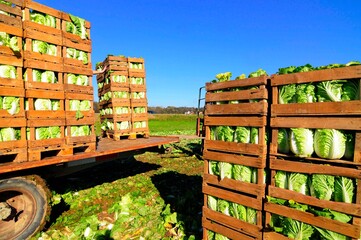 Preparing chinese cabbage for transportation