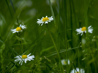 Wall Mural - daisy in the park