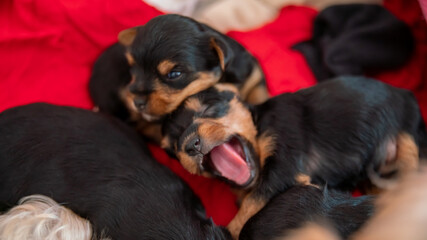 
Little puppies two weeks old, one yawning and the other leaning on his brother