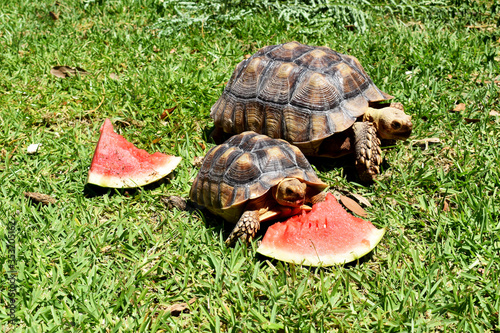 2 Sulcata Tortoises Or African Spur Thigh Tortoises Eating Watermelon Stock Photo Adobe Stock