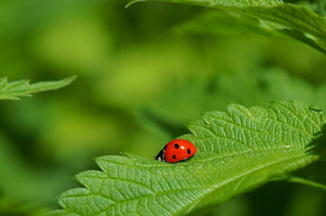 Canvas Print - Ladybug in the green grass. Insects in nature.