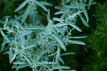 Wall Mural - Green leaves close-up.