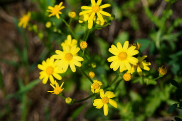 Wall Mural - yellow flowers in the garden