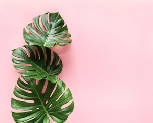 Wall Mural - Creative arrangement of monstera leaves on pastel pink background with copy space