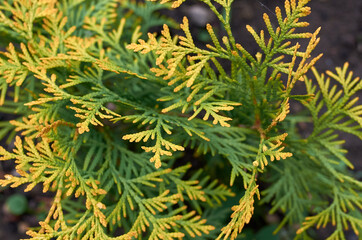 green juniper with yellow edges in the garden in summer