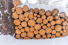 Stacked Logs In Snow