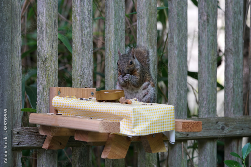 A gray squirrel eating at a backyard wooden picnic table for squirrels and birds mounted on a garden fence - obrazy, fototapety, plakaty 