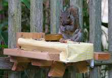 A Gray Squirrel Eating At A Backyard Wooden Picnic Table For Squirrels And Birds Mounted On A Garden Fence